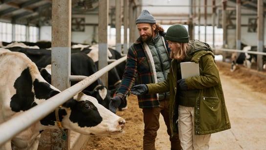 高度重视供应商质量与合规 - 农学家们在讨论一头奶牛